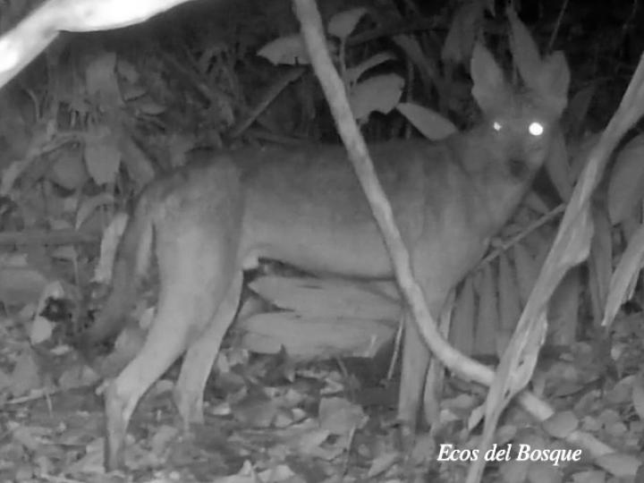 Canis latrans (Coyote)