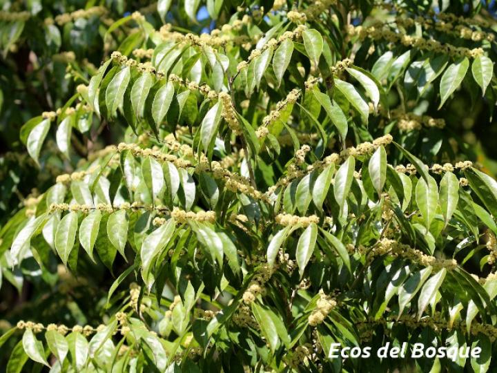 Casearia sylvestris (Huesillo)