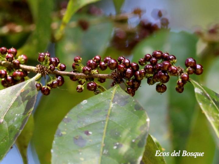 Casearia sylvestris (Huesillo)