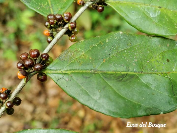 Casearia sylvestris (Huesillo)