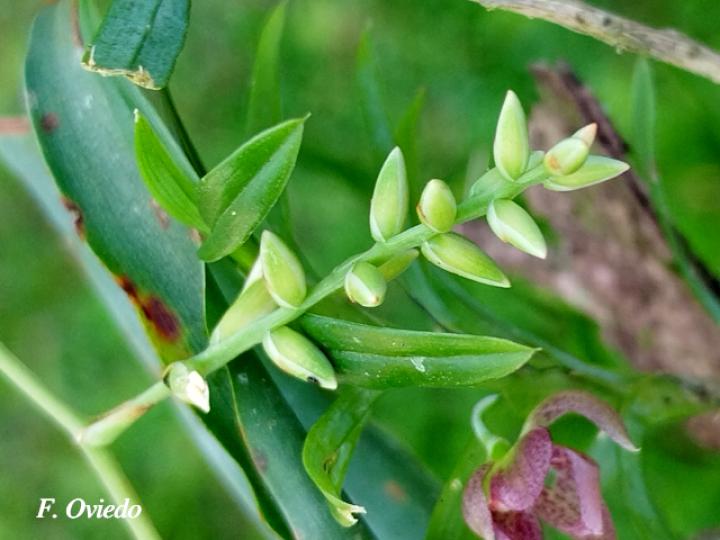 Catopsis sessiliflora