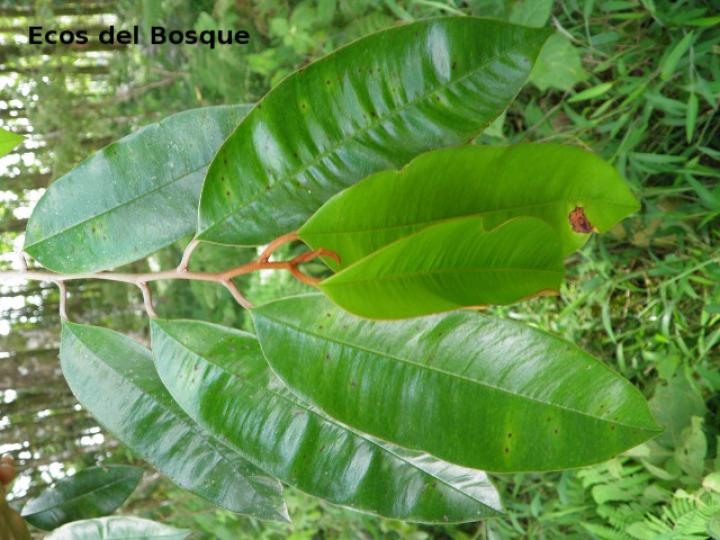 Chrysophyllum cainito (Caimito)