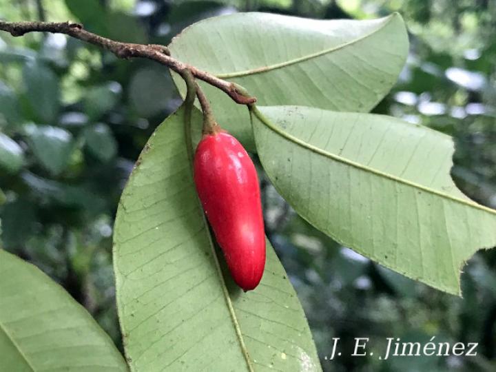 Chrysophyllum hirsutum