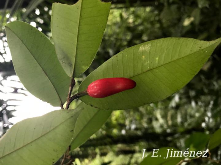 Chrysophyllum hirsutum