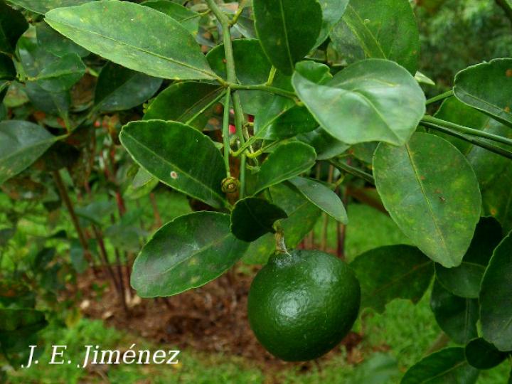 Citrus reticulata (Mandarina)