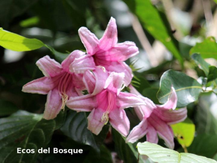 Coutarea hexandra (Coralillo, Quina)