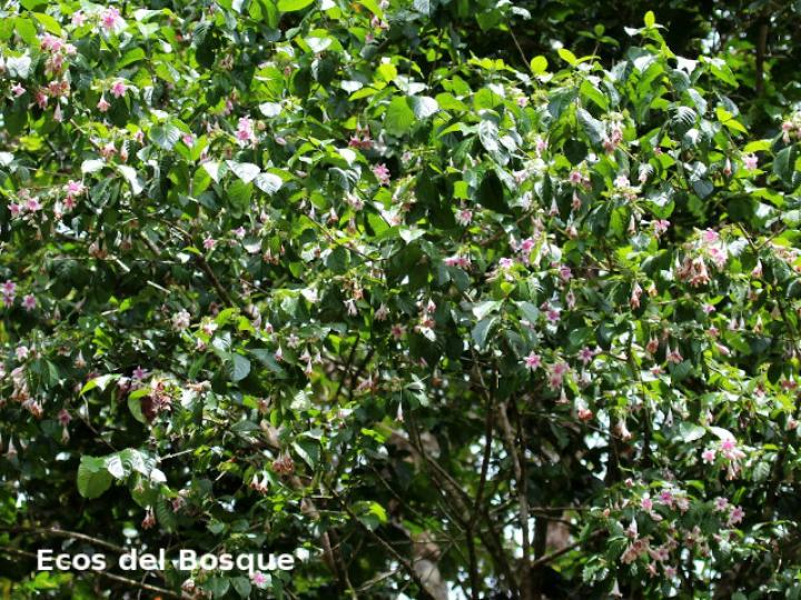 Coutarea hexandra (Coralillo, Quina)