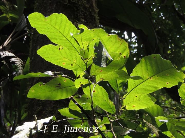 Cupania juglandifolia