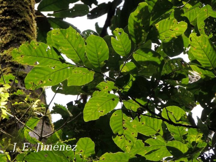 Cupania juglandifolia