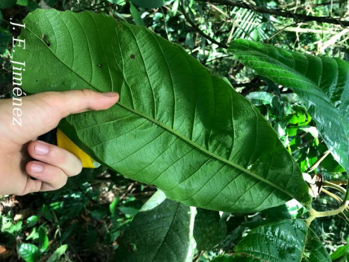 Cupania largifolia