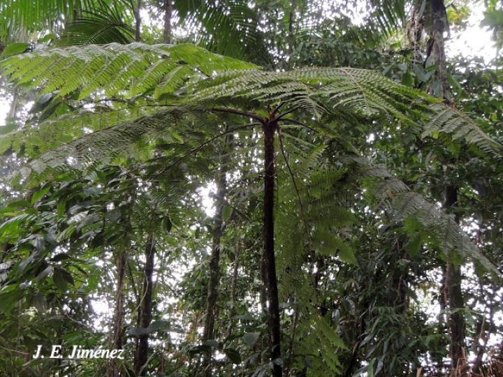 Cyathea multiflora (Rabo de mico)