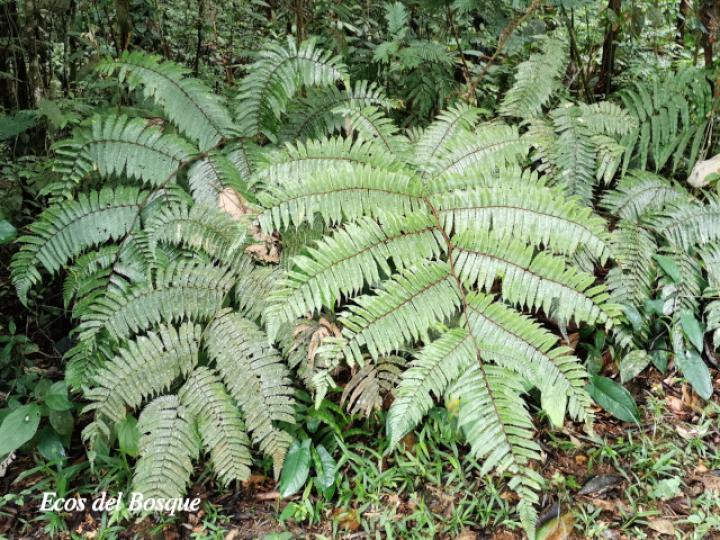 Cyathea multiflora (Rabo de mico)
