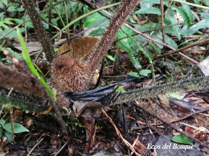 Cyathea multiflora (Rabo de mico)