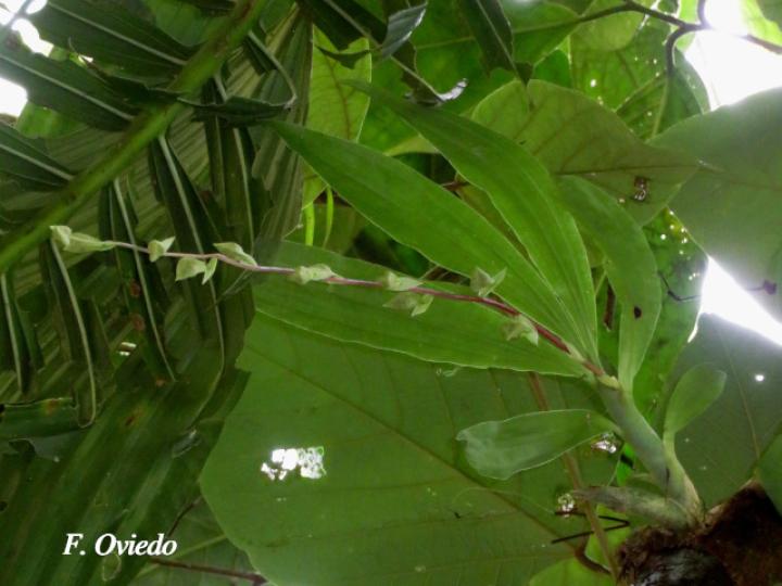 Cycnoches egertonianum