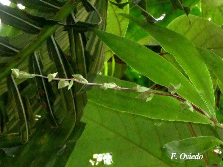 Cycnoches egertonianum