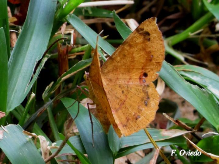 Erastria decrepitaria
