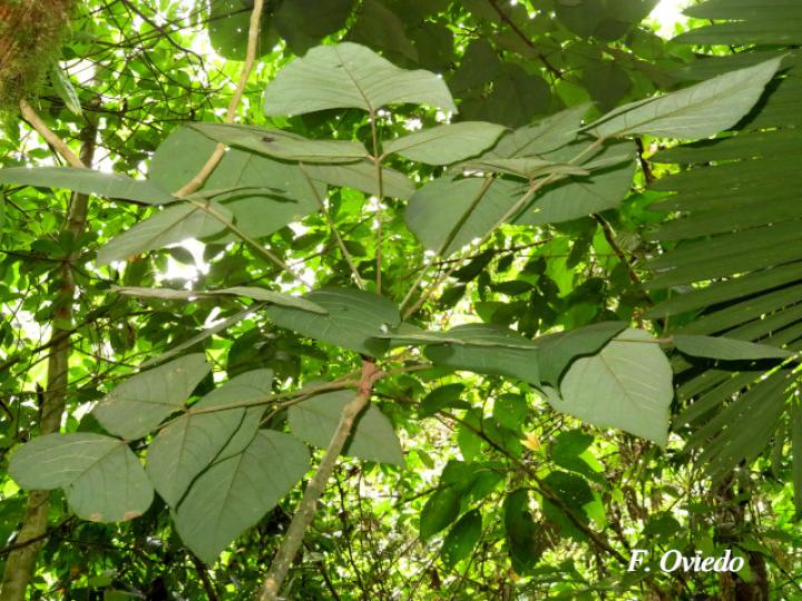 Erythrina steyermarkii (Poró)