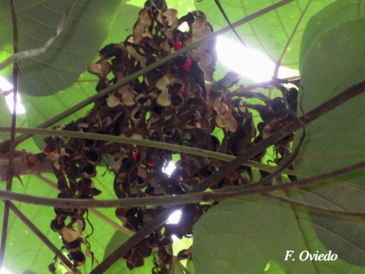 Erythrina steyermarkii (Poró)