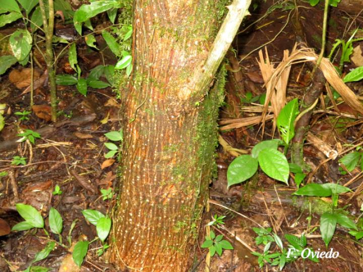 Erythrina steyermarkii (Poró)