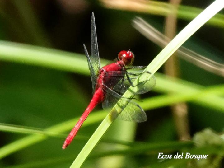 Erythrodiplax castanea