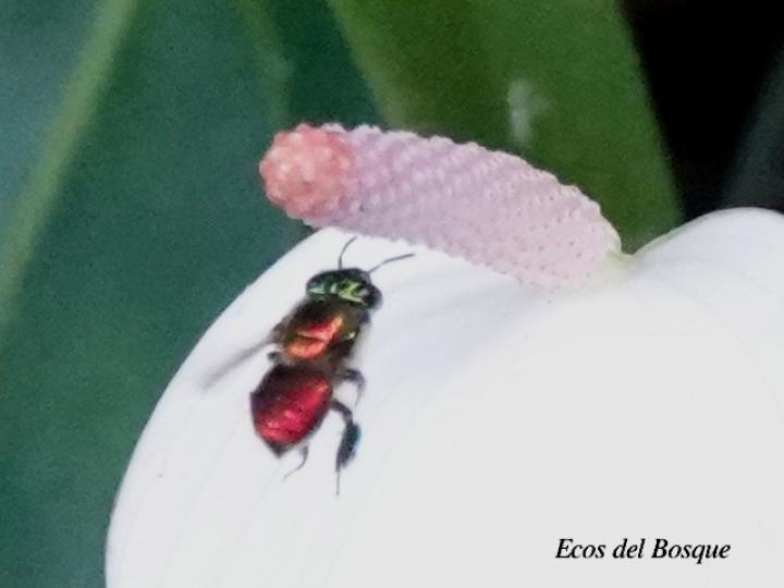 Euglossa flammea (Abeja de las orquídeas)