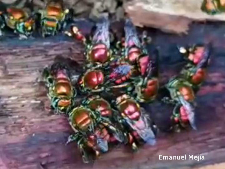 Euglossa flammea (Abeja de las orquídeas)