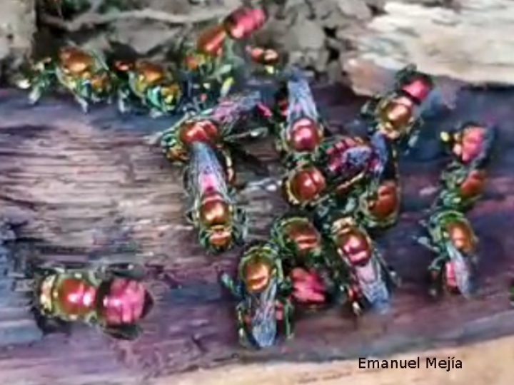 Euglossa flammea (Abeja de las orquídeas)