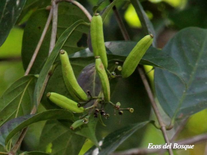 Ferdinandusa panamensis