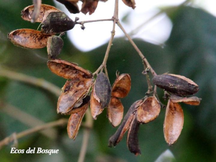 Ferdinandusa panamensis