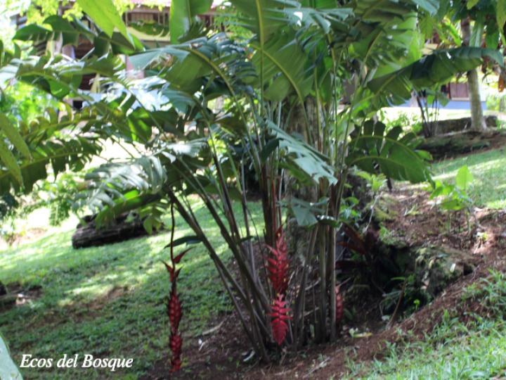 Heliconia vellerigera