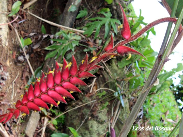 Heliconia vellerigera 