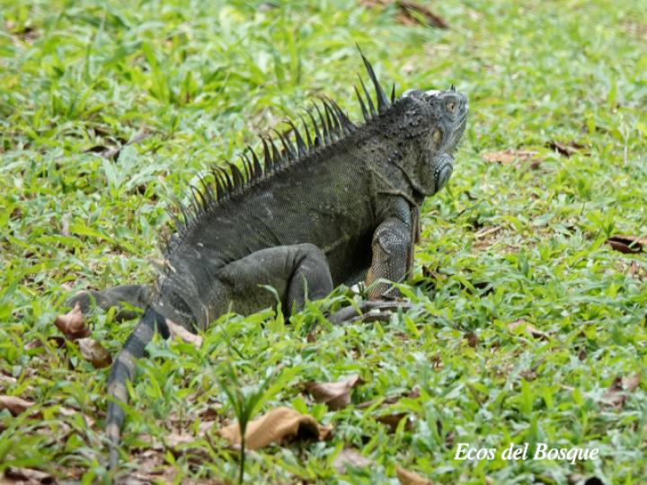 Iguana iguana (Iguana verde)