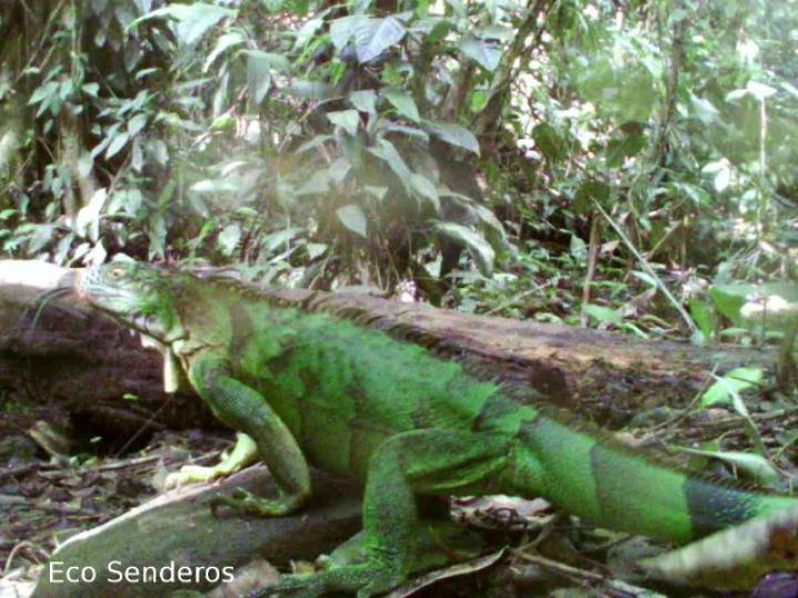 Iguana iguana (Iguana verde)