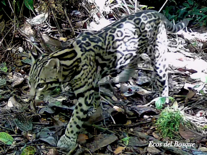 Leopardus pardalis (Manigordo, Ocelote)