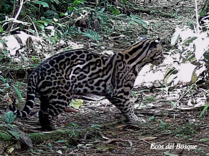 Leopardus pardalis (Manigordo, Ocelote)