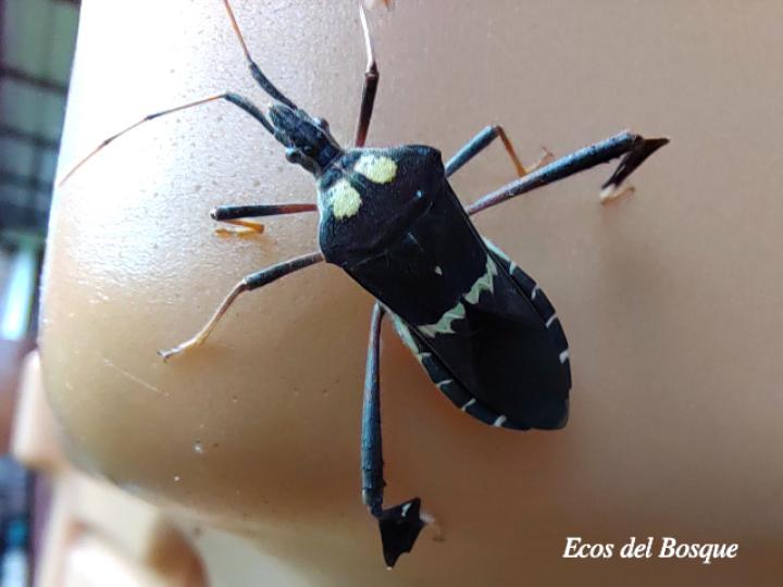 Leptoglossus zonatus
