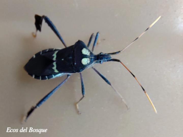 Leptoglossus zonatus