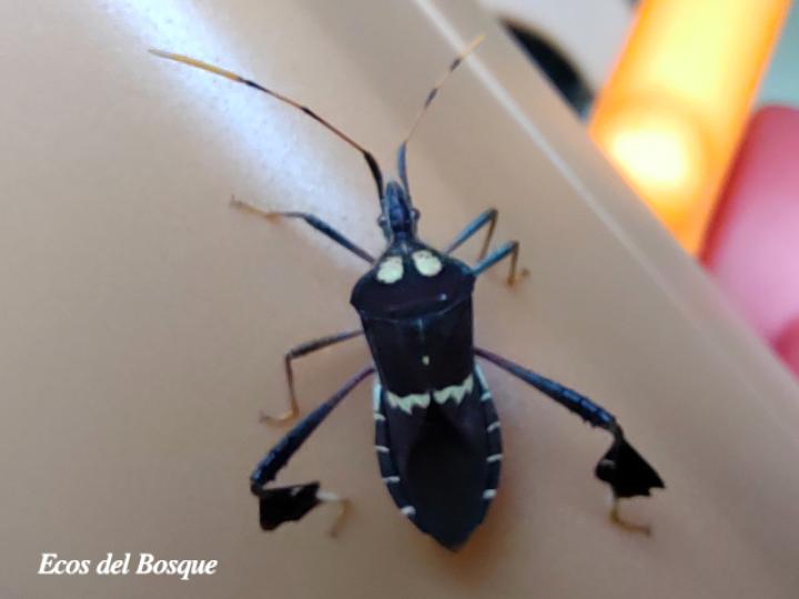 Leptoglossus zonatus