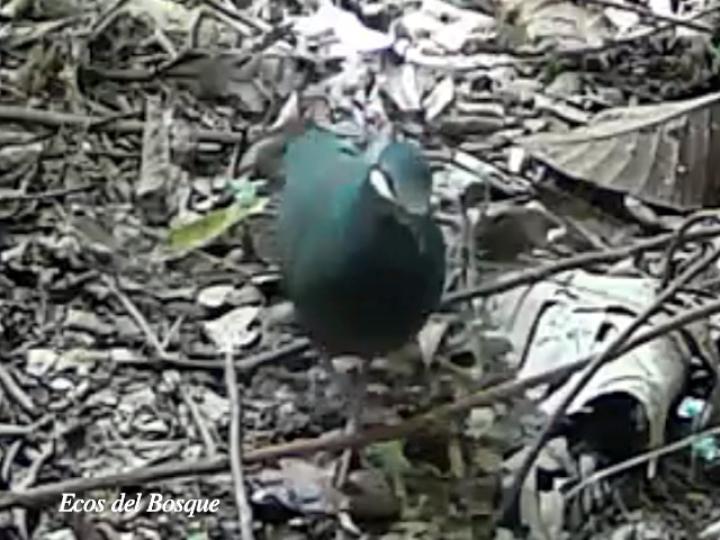Leptotrygon veraguensis (Paloma-perdiz bigotiblanca)