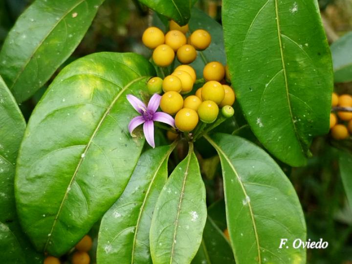 Lycianthes nitida