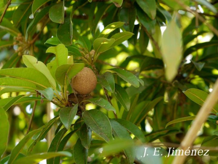 Manilkara zapota (Chicosapote, níspero)