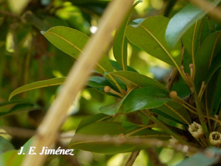 Manilkara zapota (Chicosapote, níspero)