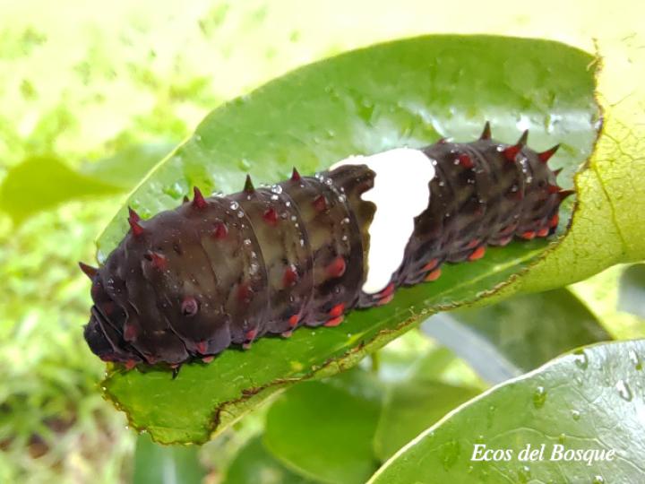 Mimoides ilus branchus (Mariposa cometa ilusión)