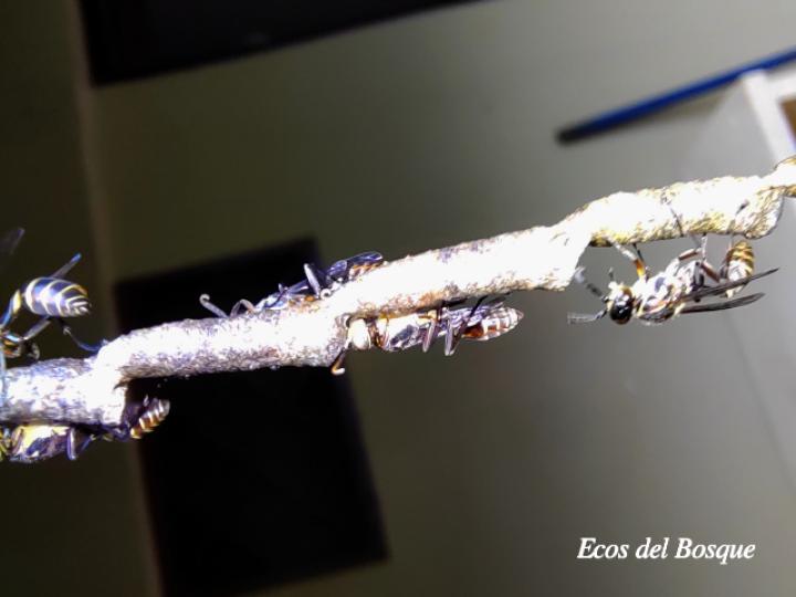 Mischocyttarus vaqueroi