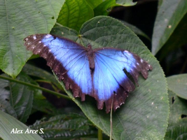 Morpho helenor marinita (Morfo común)