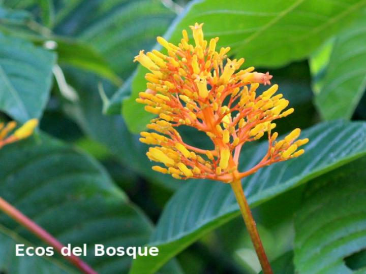 Palicourea guianensis (Cafecillo)