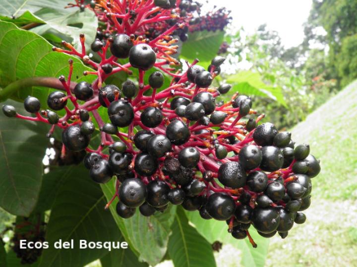 Palicourea guianensis (Cafecillo)