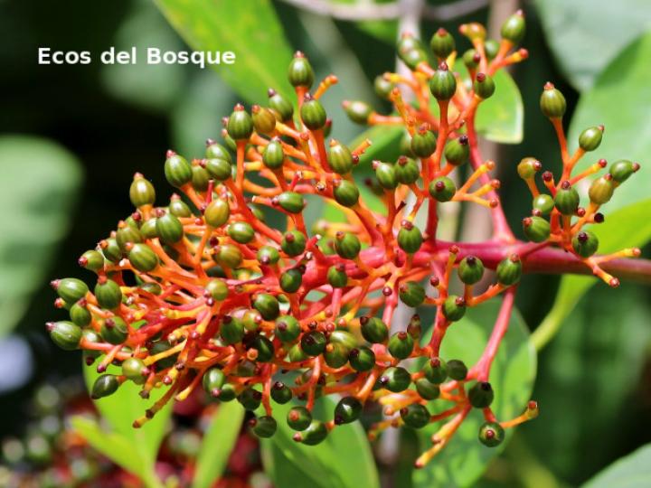 Palicourea guianensis (Cafecillo)