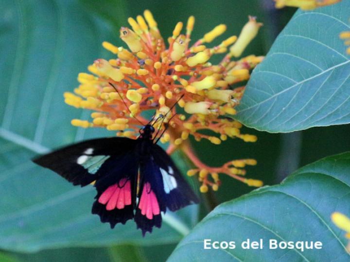 Palicourea guianensis (Cafecillo)