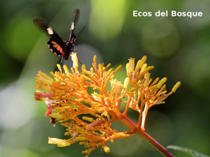 Palicourea guianensis (Cafecillo)